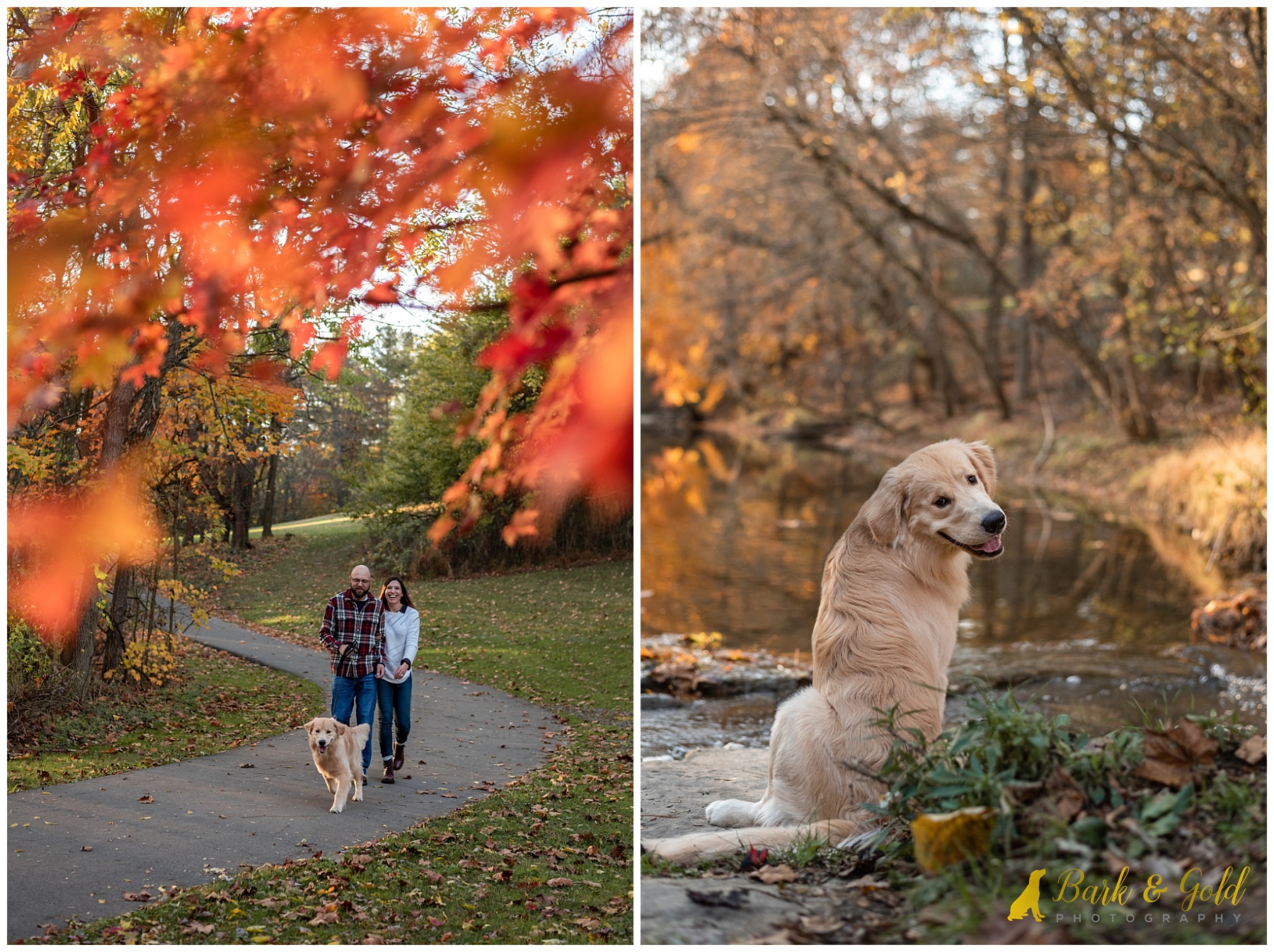 golden retriever puppy walking among fall leaves at Mingo Creek Park near Pittsburgh