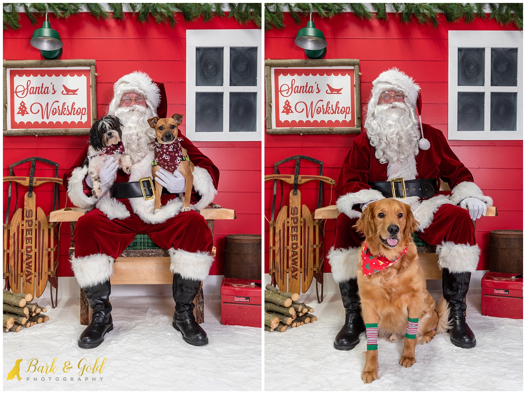 dogs in Christmas gear at Petagogy Greensburg's pet photos with Santa