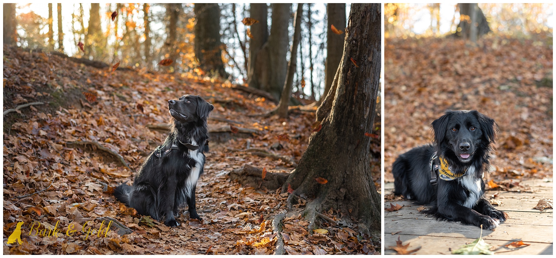 black Lab mix on leaf-covered trails t Peter's Lake in Canonsburg