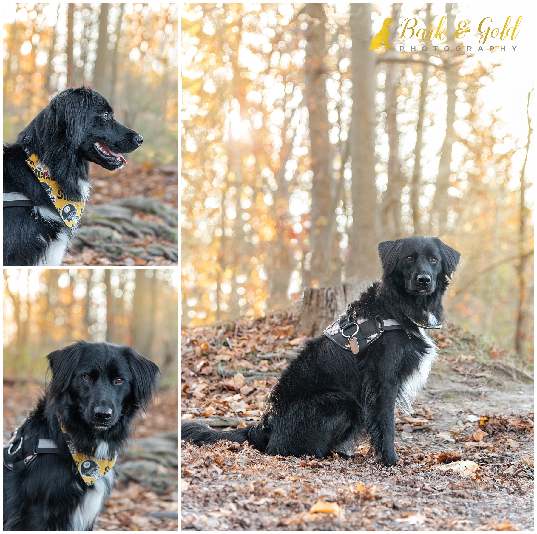 black Lab mix in fall leaves at Peter's Lake in Canonsburg