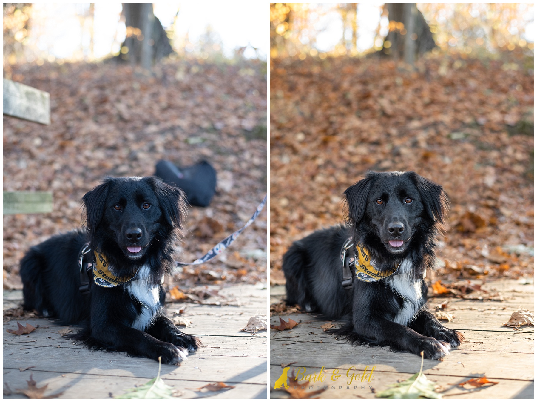 black dog before and after comparison