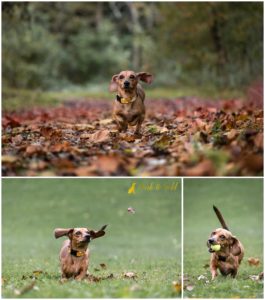 Uschi the Miniature Dachshund Puppy - Beaver County Dog Photography