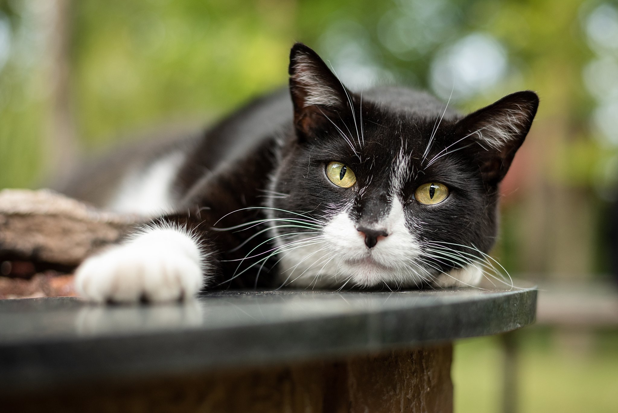 black and white cat lounging outdoors