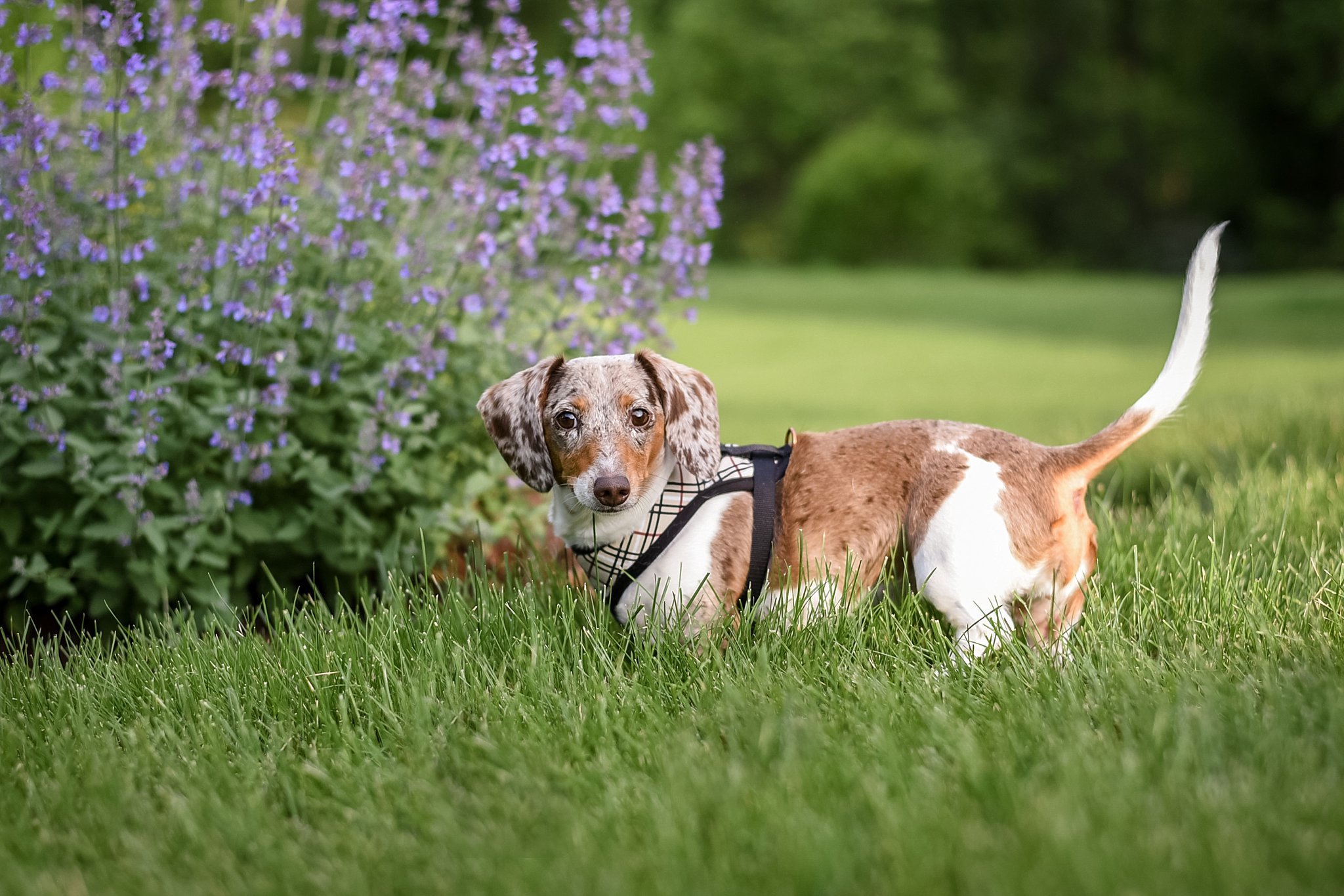 dachshund puppy in a yard with purple flowers