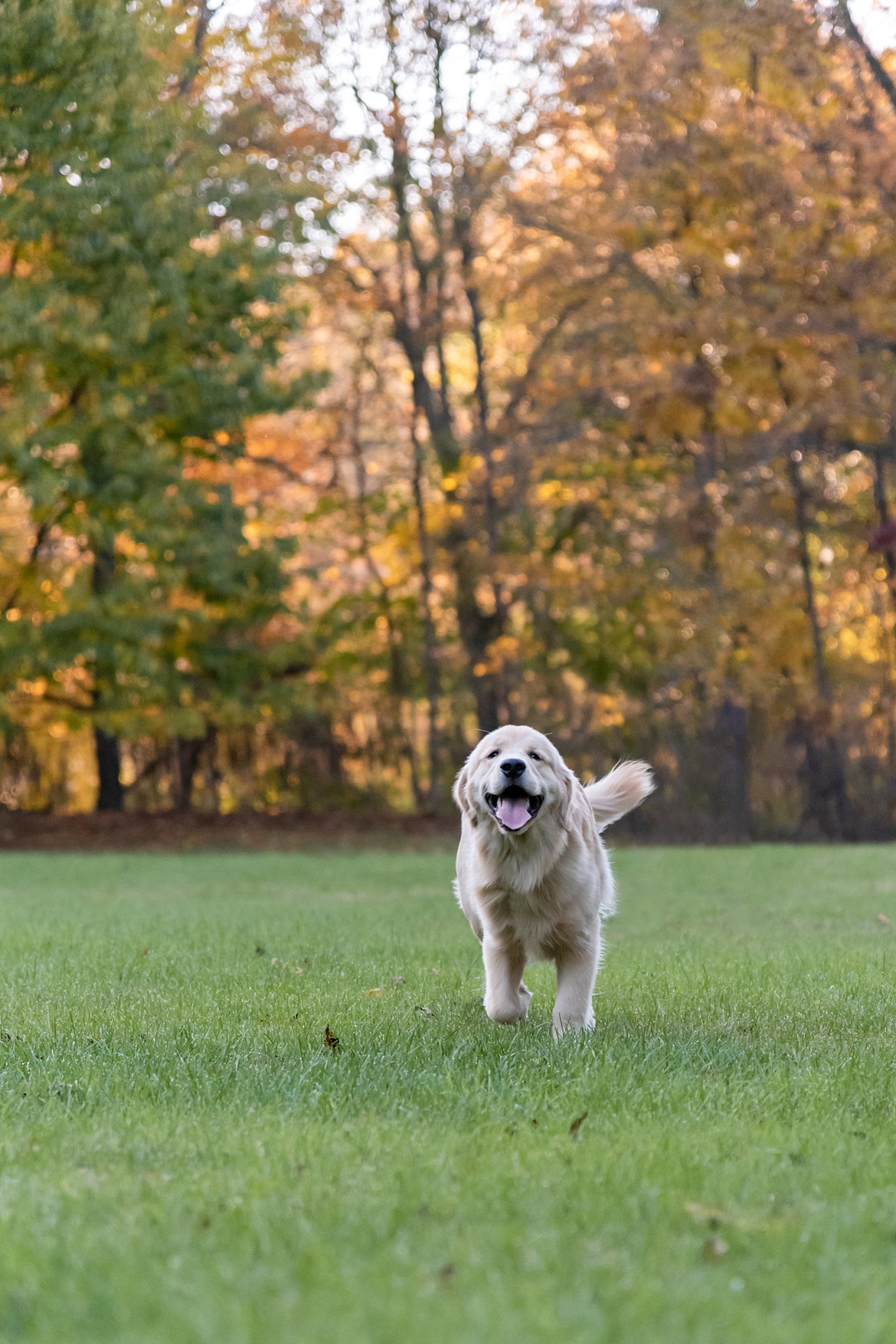 golden retriever puppy running in a field