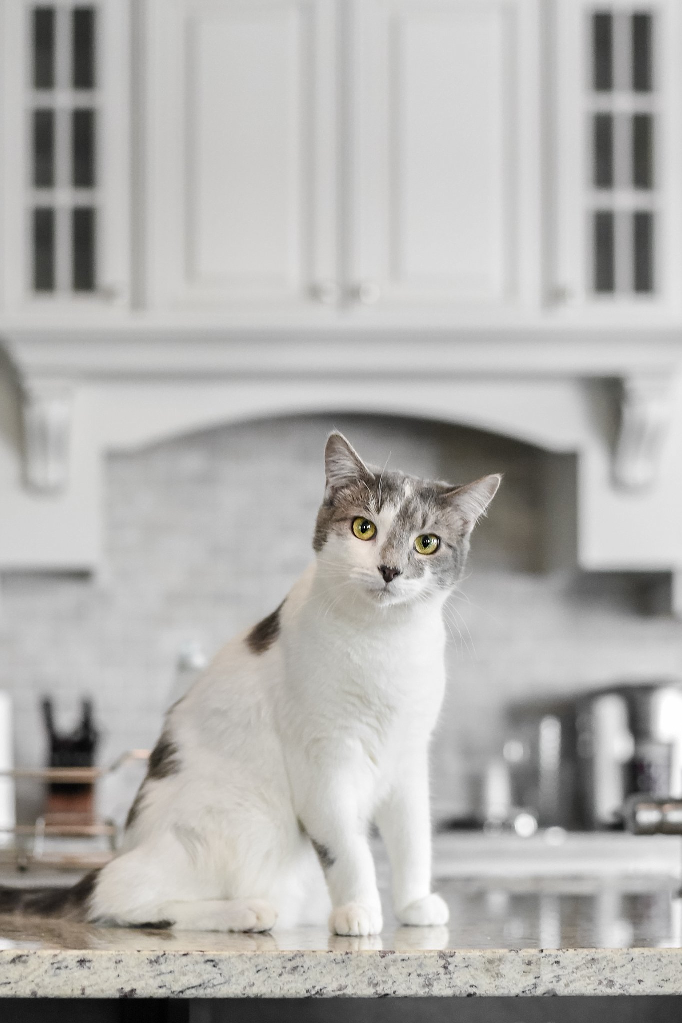 white and gray kitten sitting on kitchen counter