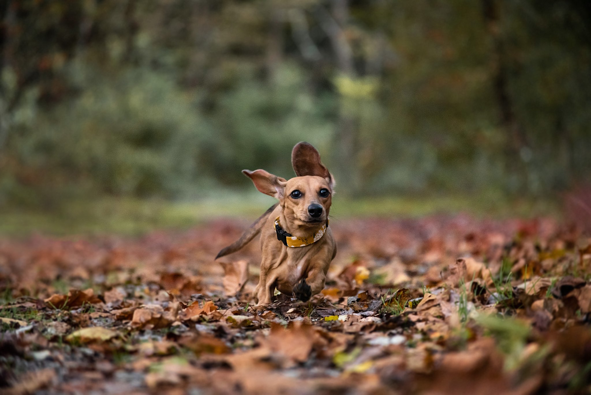 dachshund puppy running through fall leaves