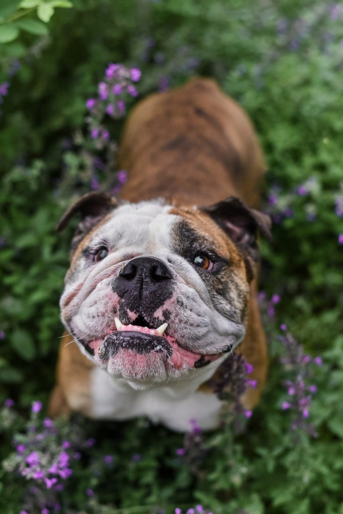 smiling bulldog in a patch of purple flowers