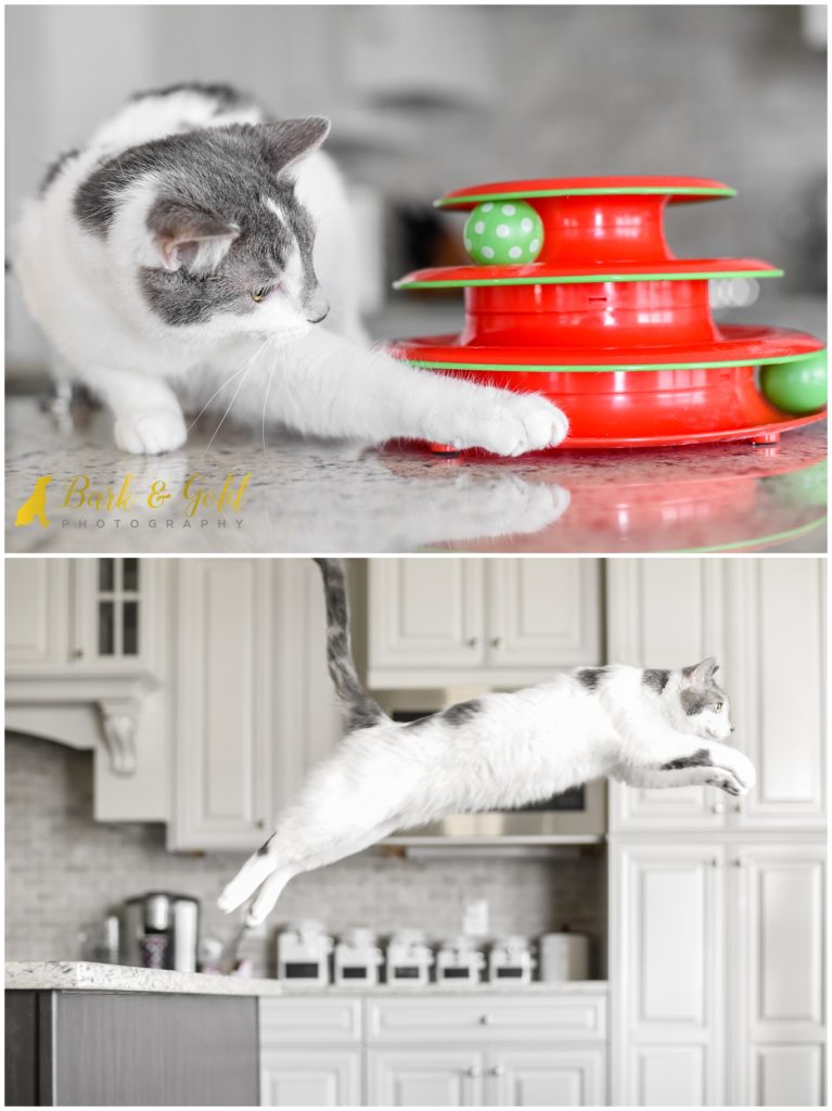 gray and white kitten leaping off a kitchen counter