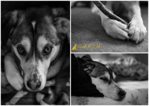 For the Love of Your Dog and Those Million Dollar Minutes