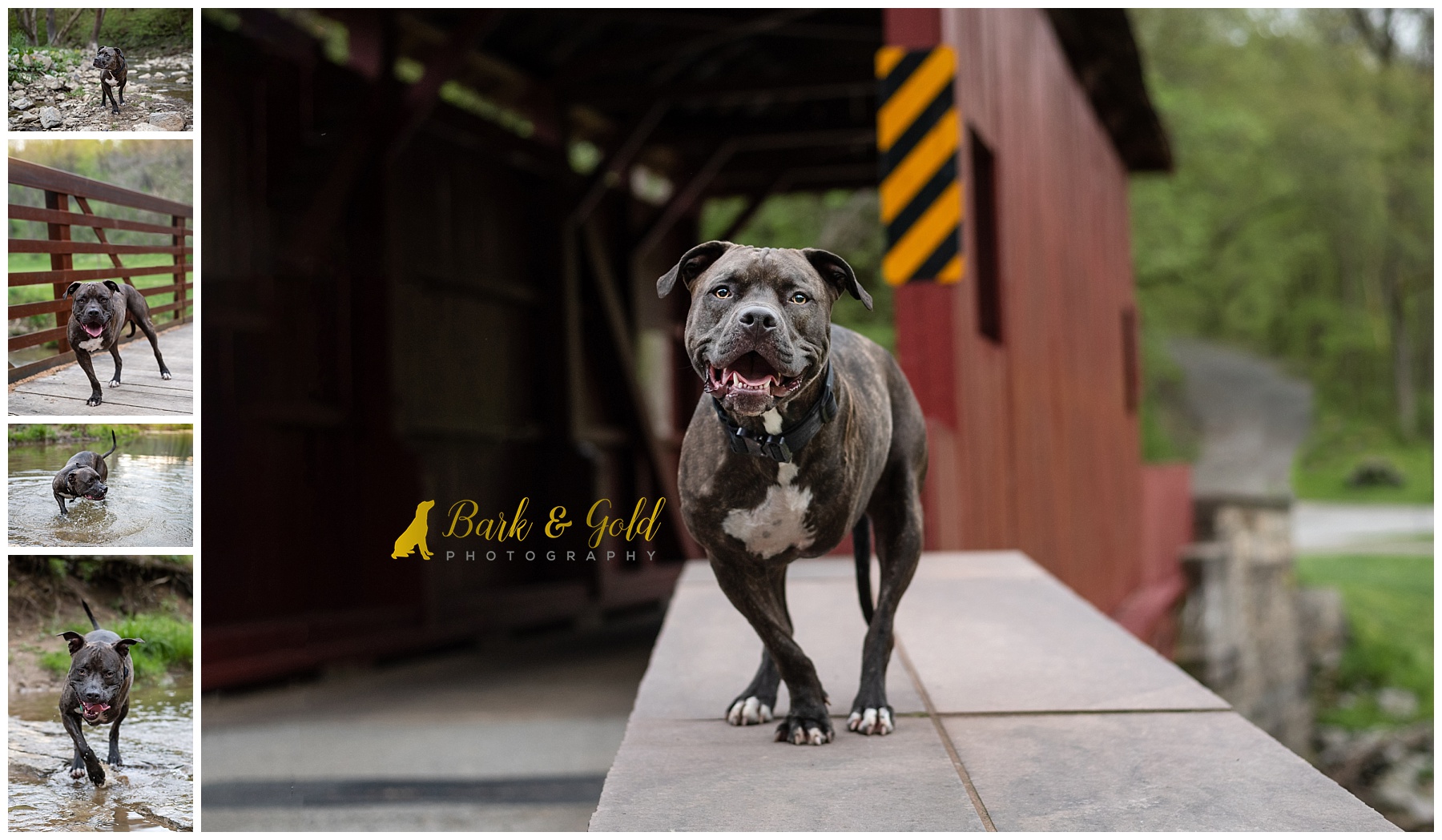 tripod pit bull dog on a covered bridge at Mingo Creek Park