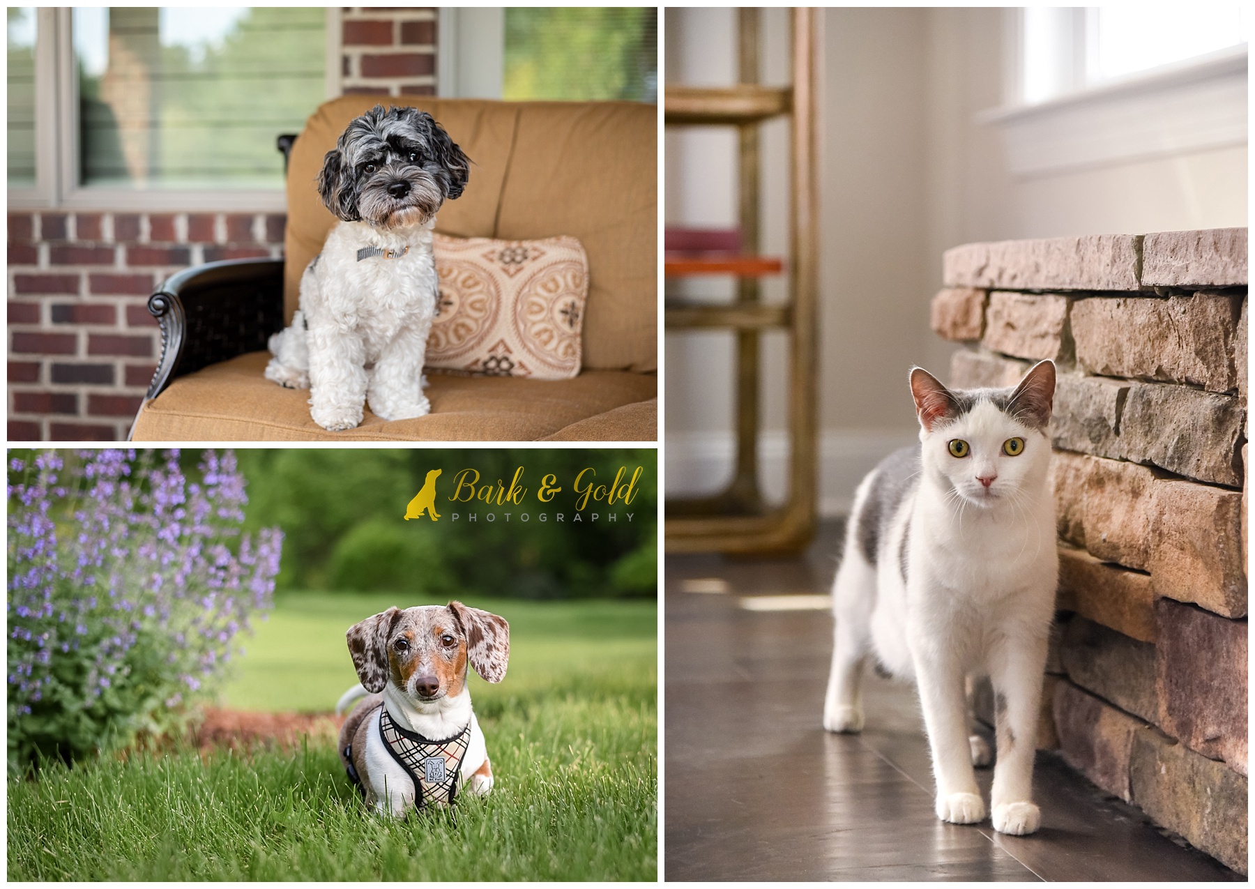 dogs and cats at home for pet photography sessions