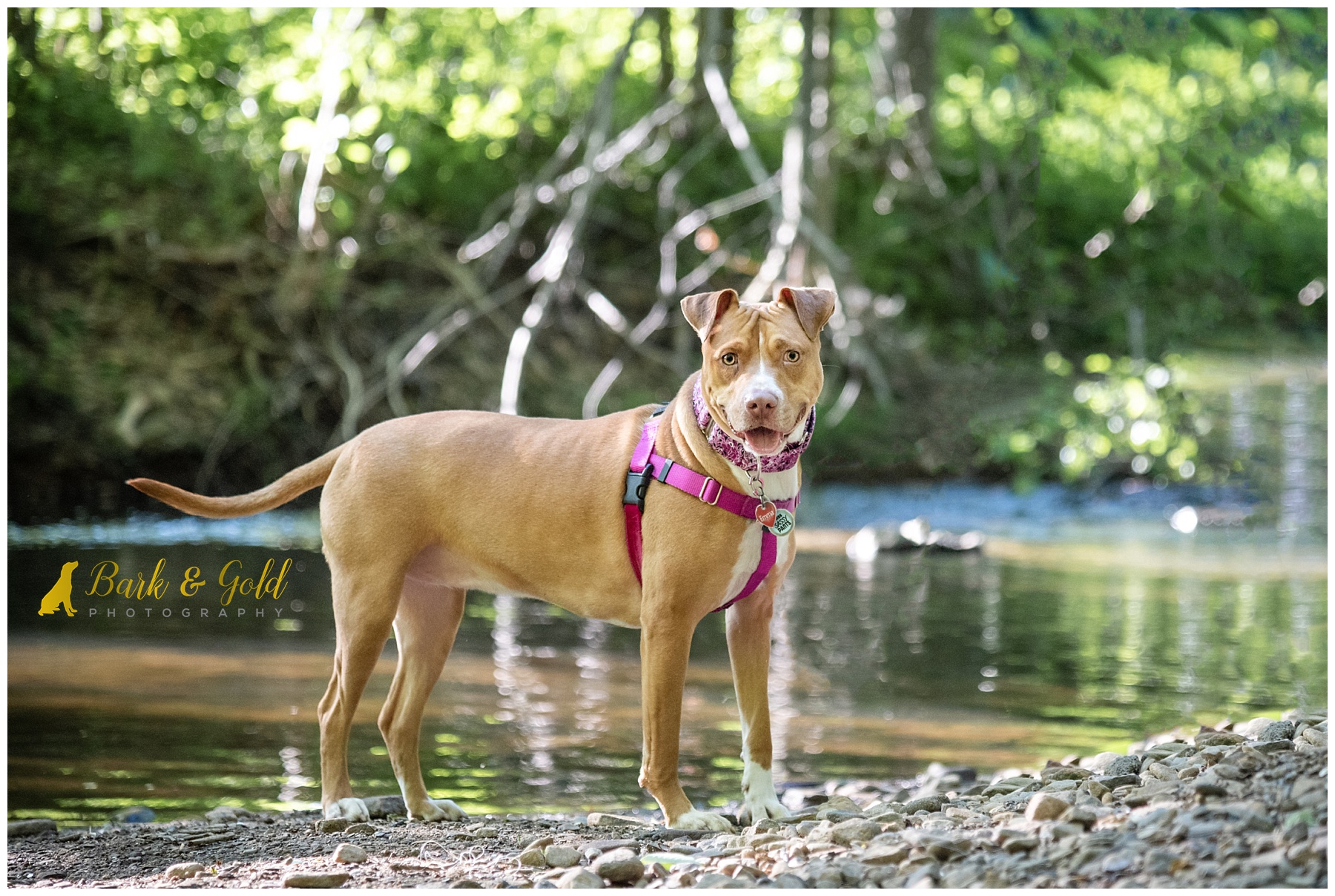 pit bull wearing a pink martingale collar from Diamond Daisy Design