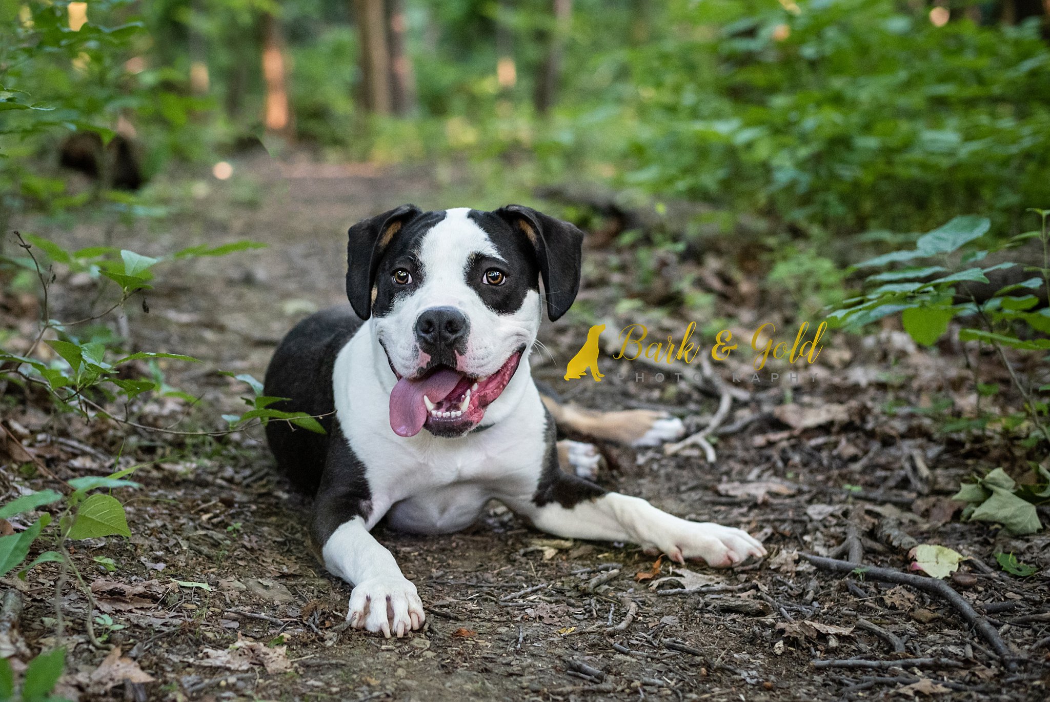 pit bull puppy on a wooded trail at Robin Hill Park in Moon Township