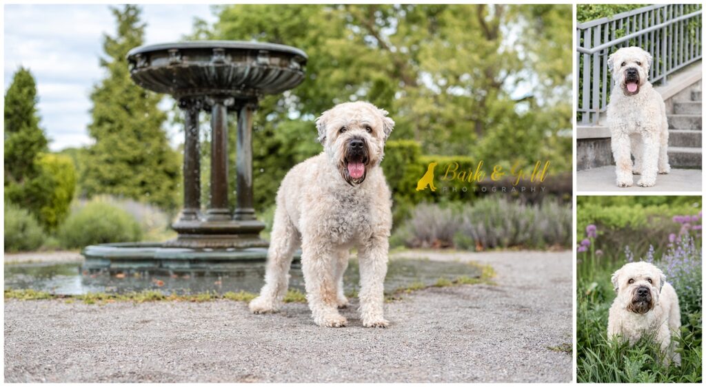 Soft Coated Wheaten Terrier by a fountain outside of Phipps Conservatory and Botanical Gardens