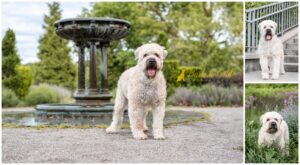 Rawlings the Soft Coated Wheaten Terrier - Pittsburgh Dog Photography