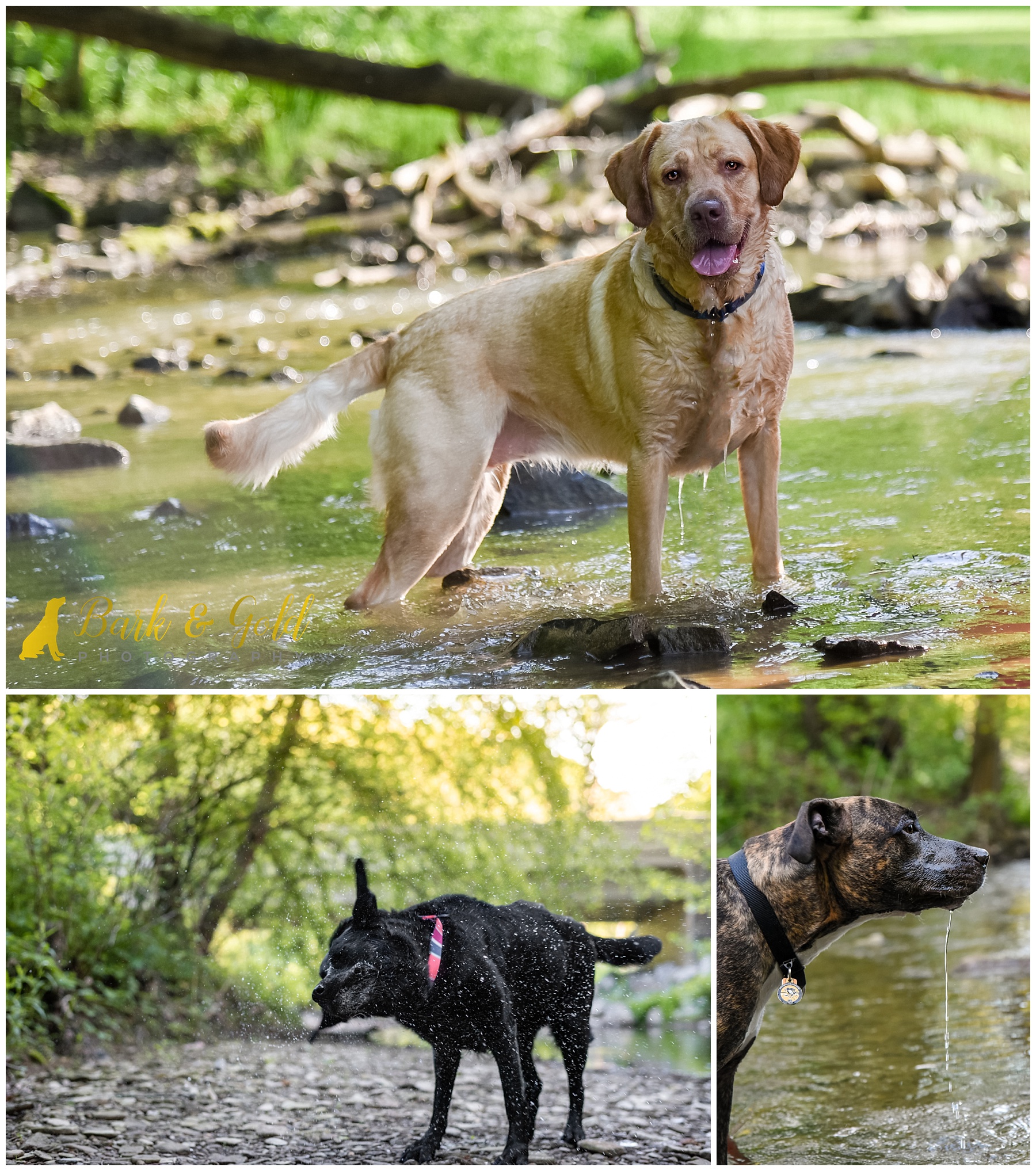 swimming dogs beating the heat in creeks