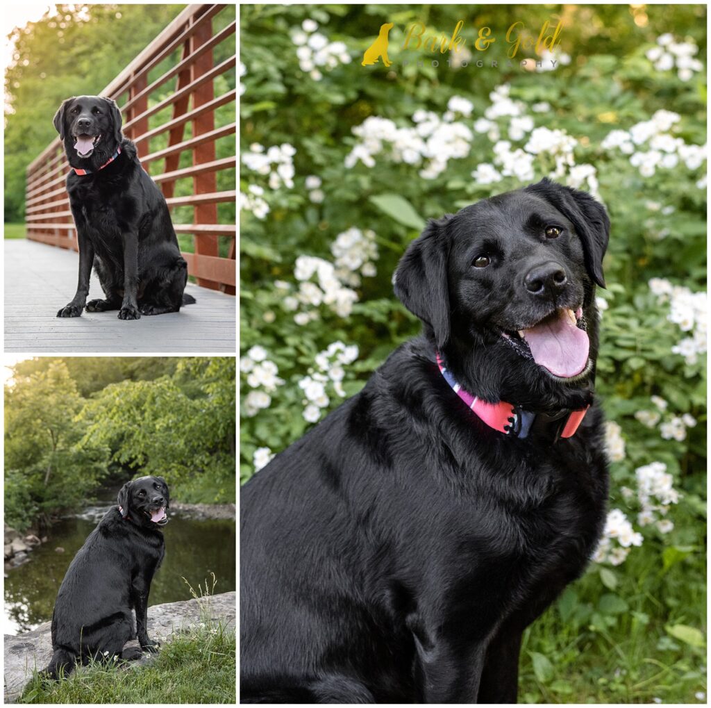 black Lab in flowers at Brady's Run Park in Beaver County