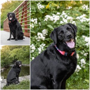Layla the Black Lab at Brady's Run Park - Pittsburgh Dog Photography
