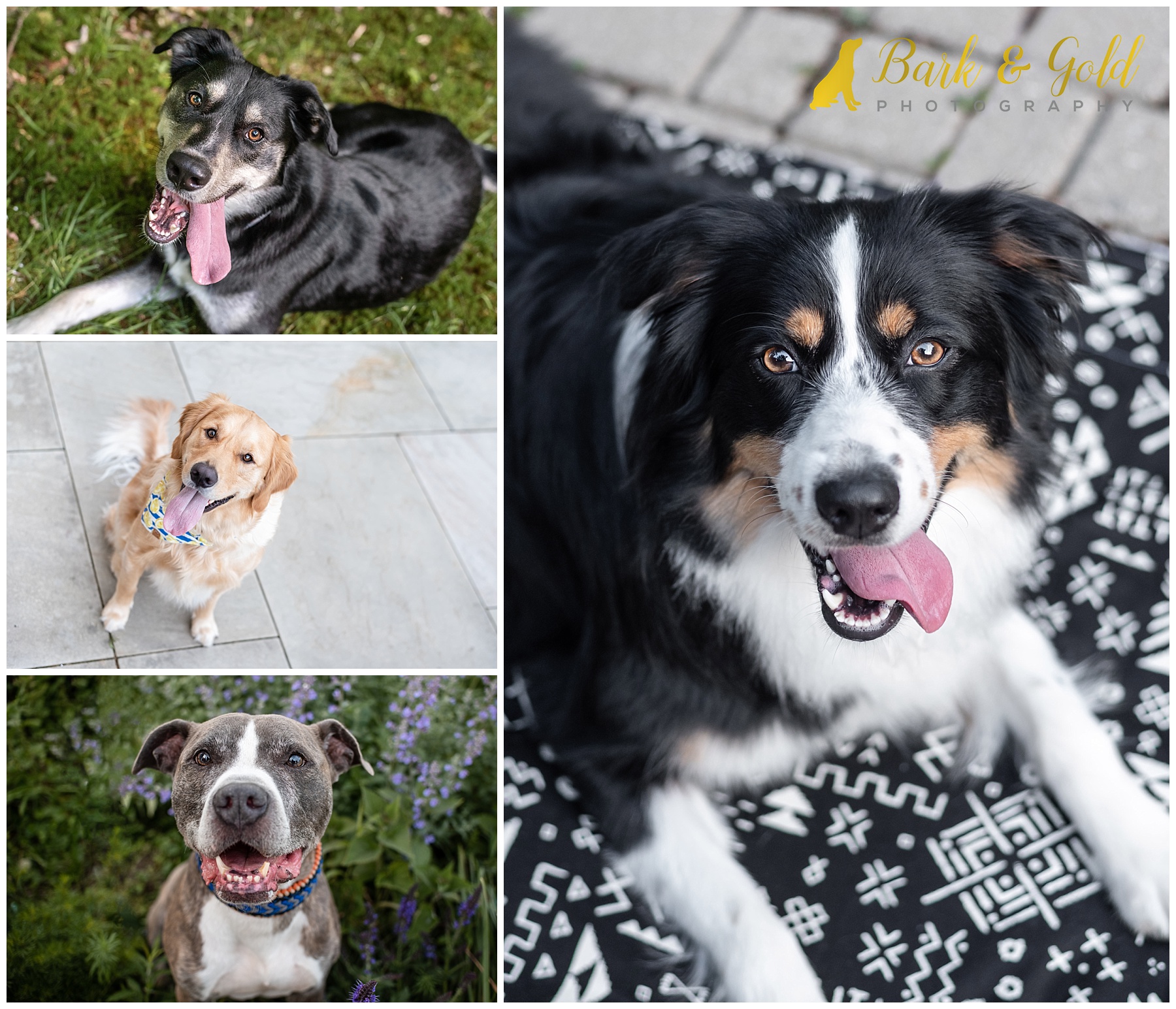 dogs looking up at camera during professional pet photography sessions