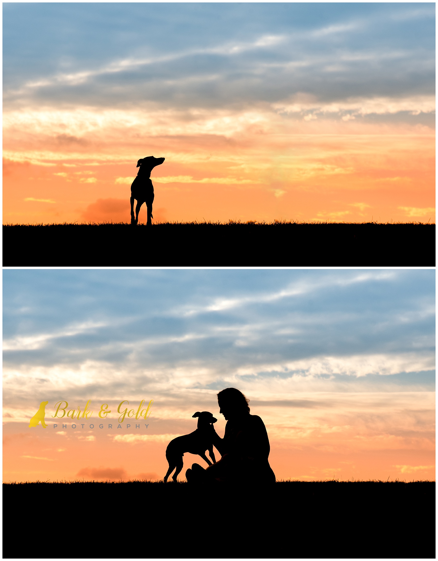 Italian Greyhound connecting with owner during a Silhouette Sunset Session near Pittsburgh