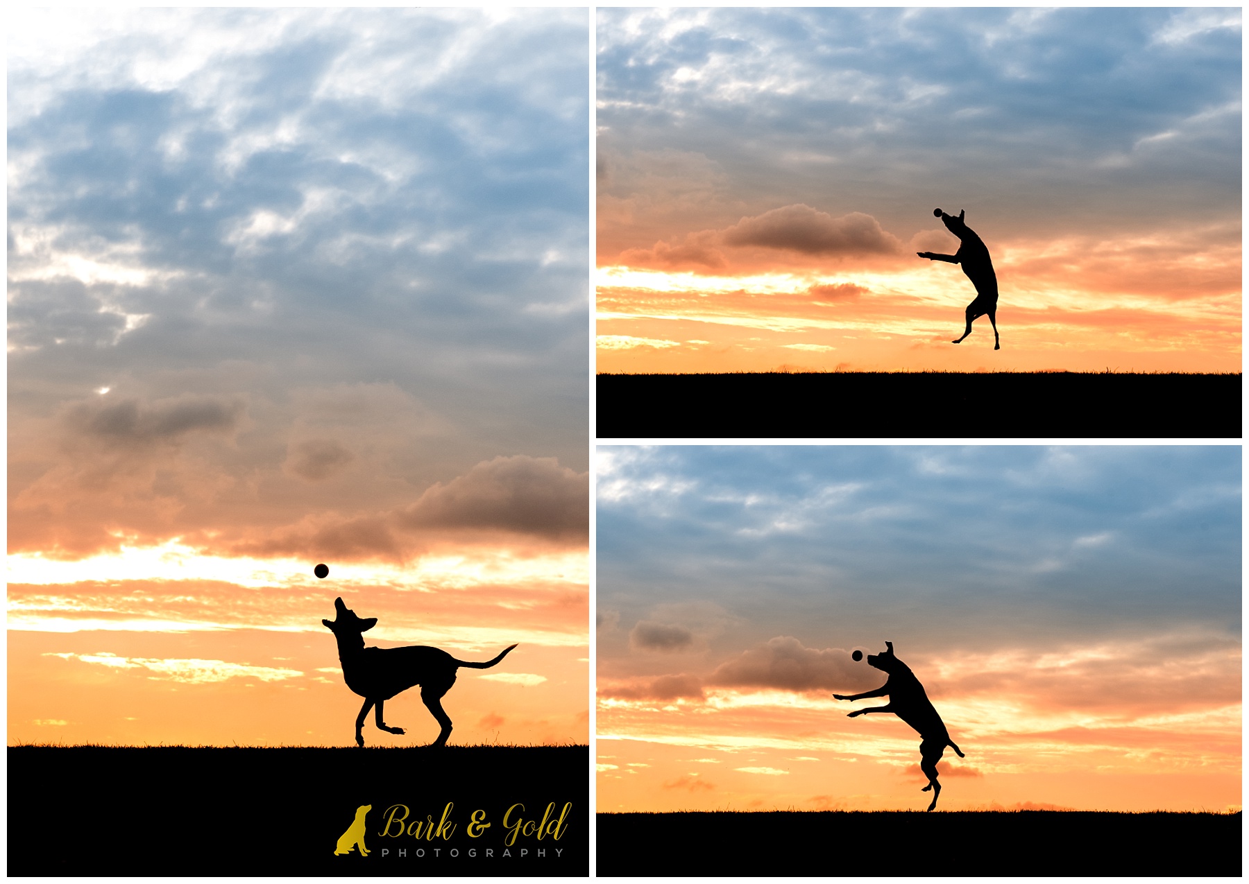 Italian Greyhound playing ball during a Silhouette Sunset Session near Pittsburgh