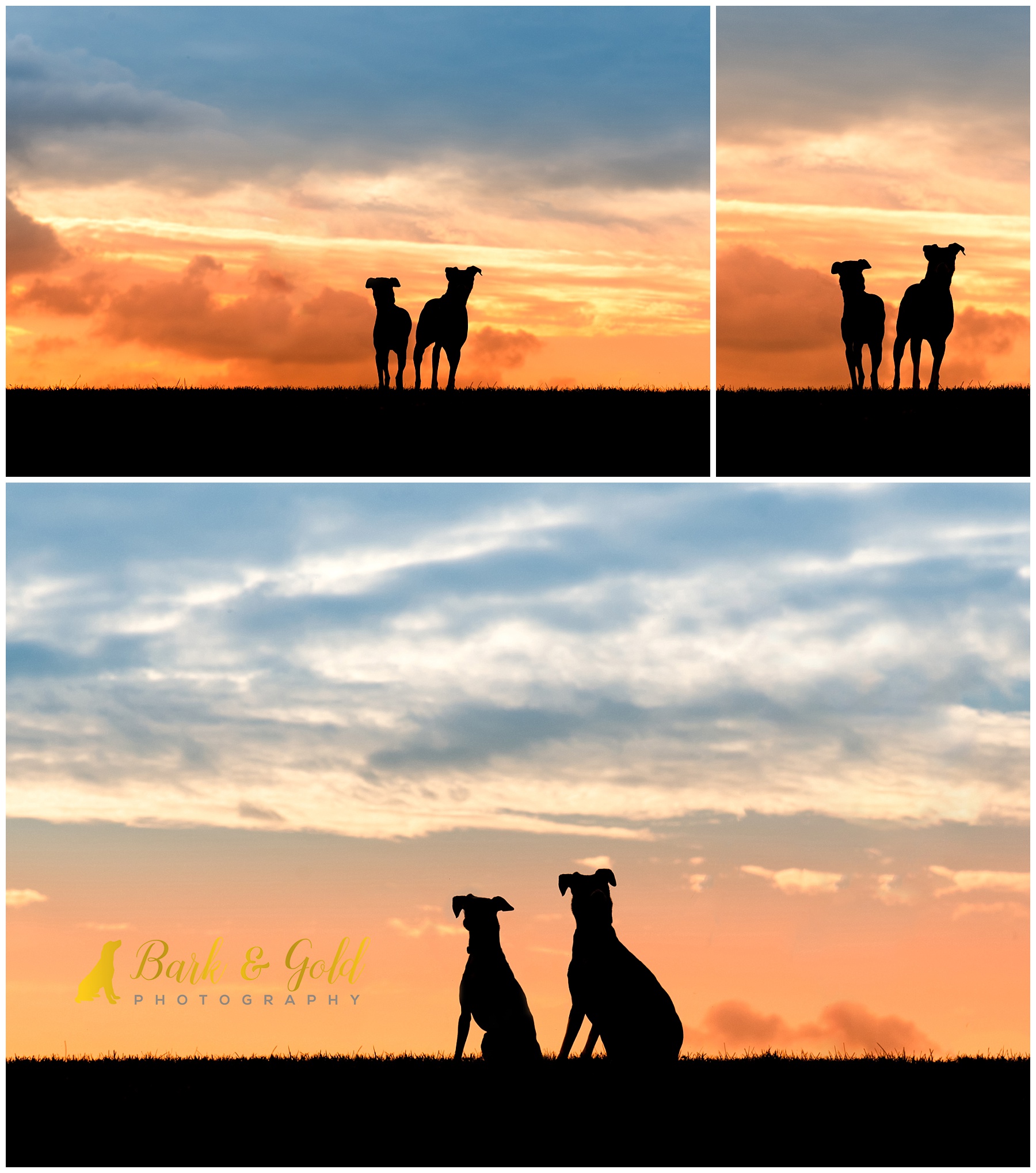 Italian Greyhounds against a sunset sky during a Silhouette Sunset Session near Pittsburgh
