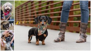 Q&A: Do I Have to Be in Photos with My Pet?