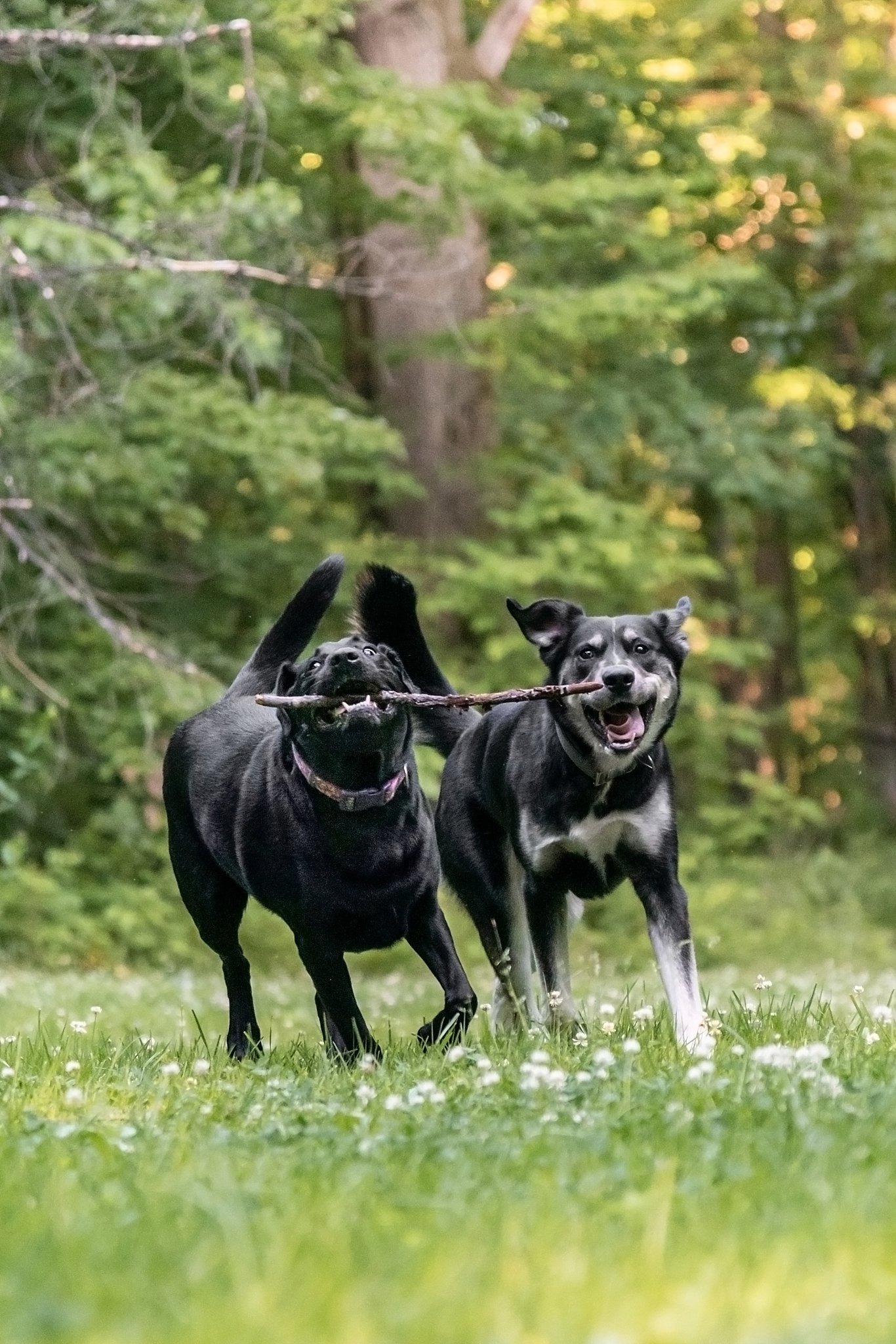 two dogs running with a stick at Sahli Nature Park in Beaver Falls