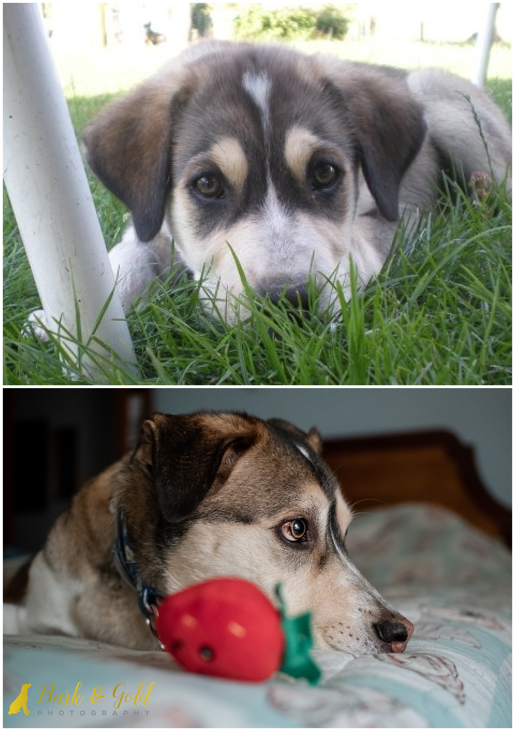 Hunter as a puppy and a senior