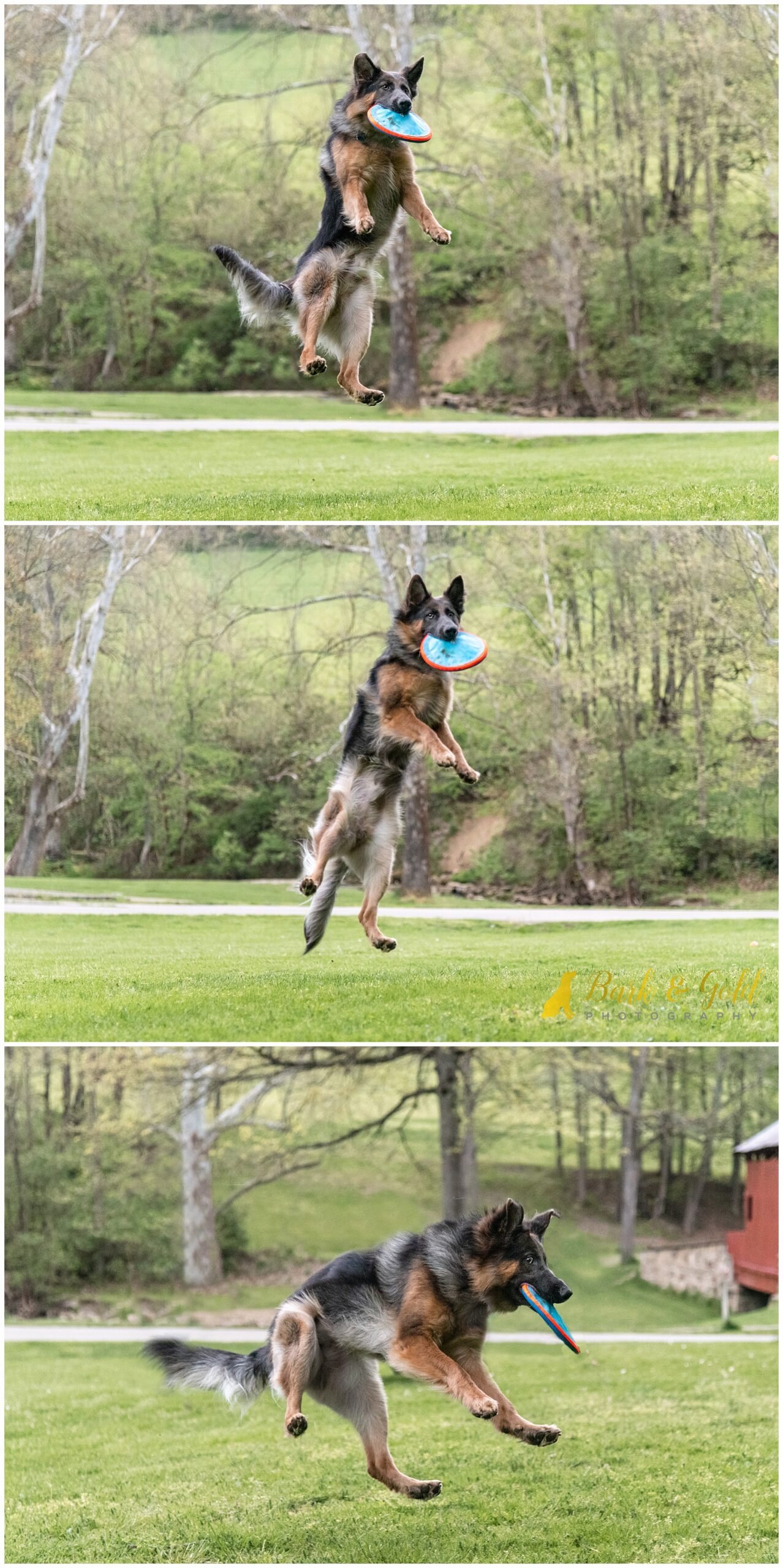 German Shepherd pup catching a frisbee at Mingo Creek Park in Washington County