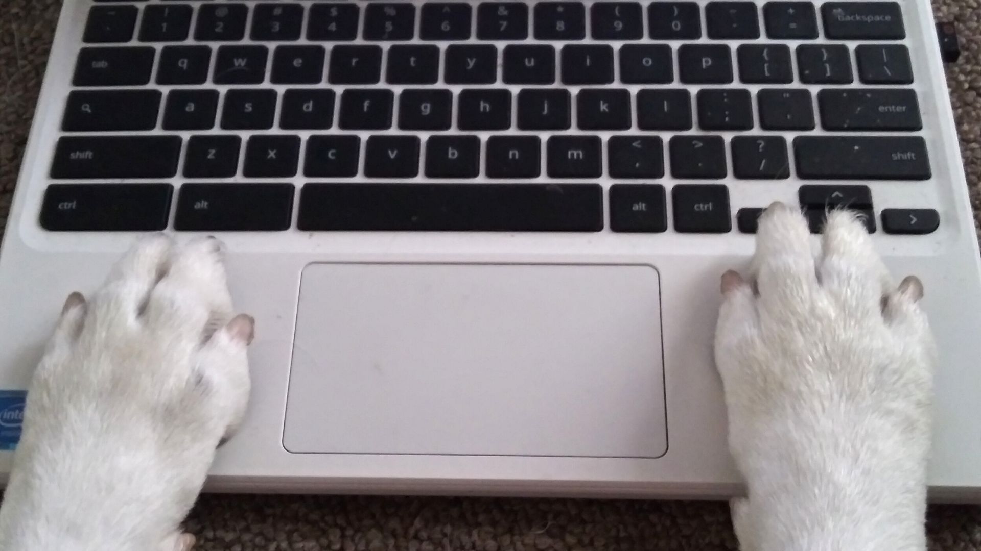 dog paws on a keyboard