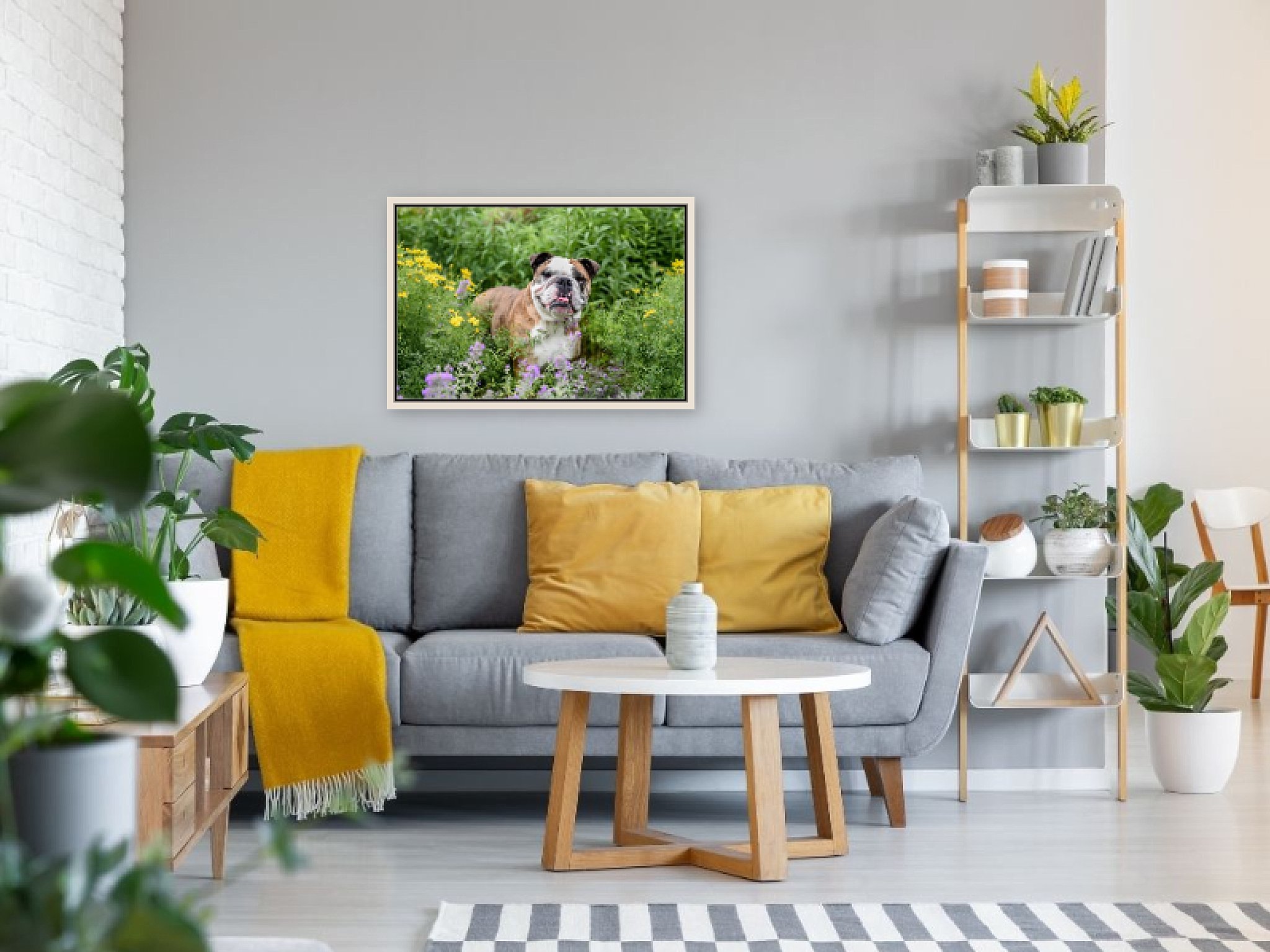 framed canvas of a bull dog photographed at Phipps Conservatory