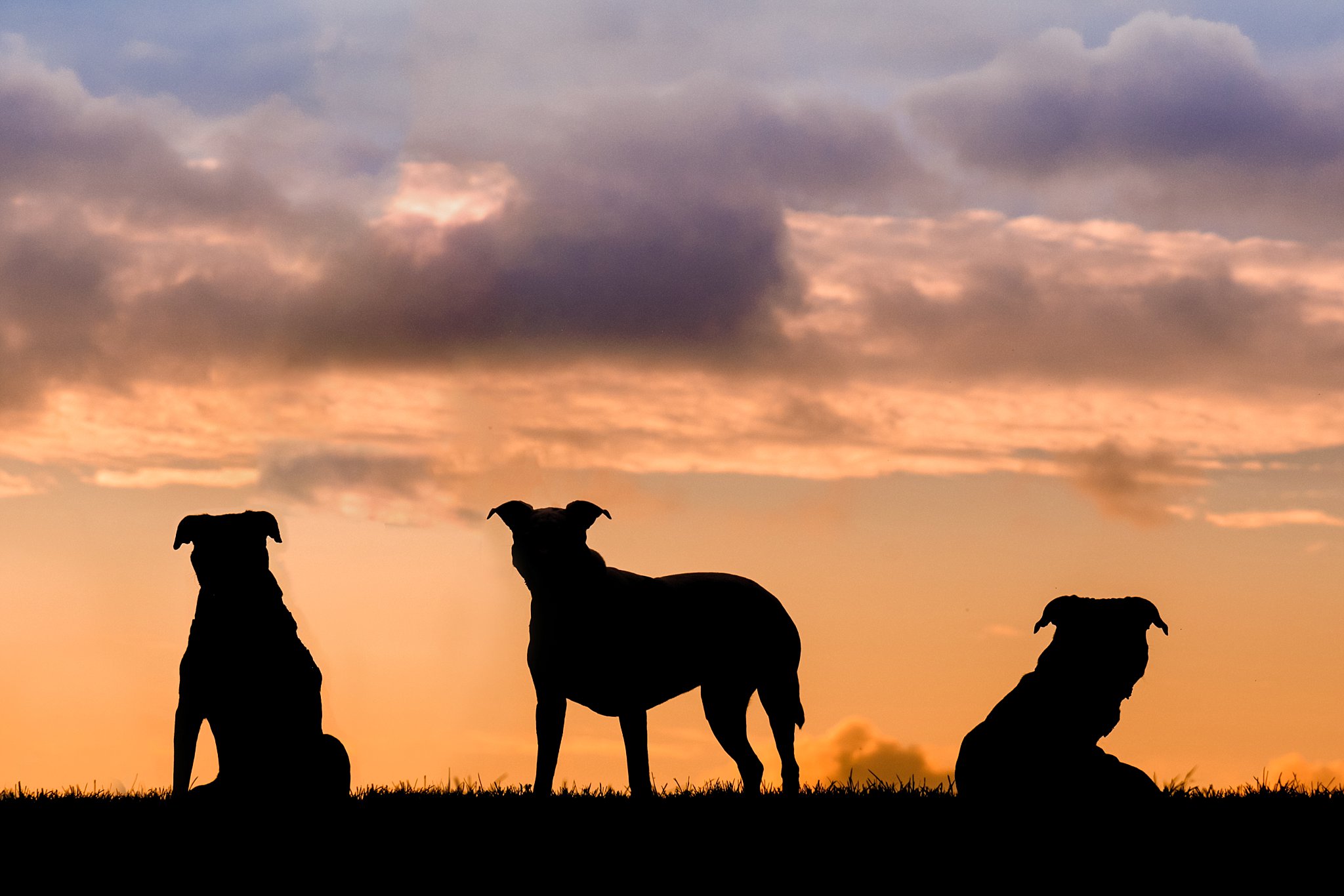 three dog silhouettes against an orange sunset sky