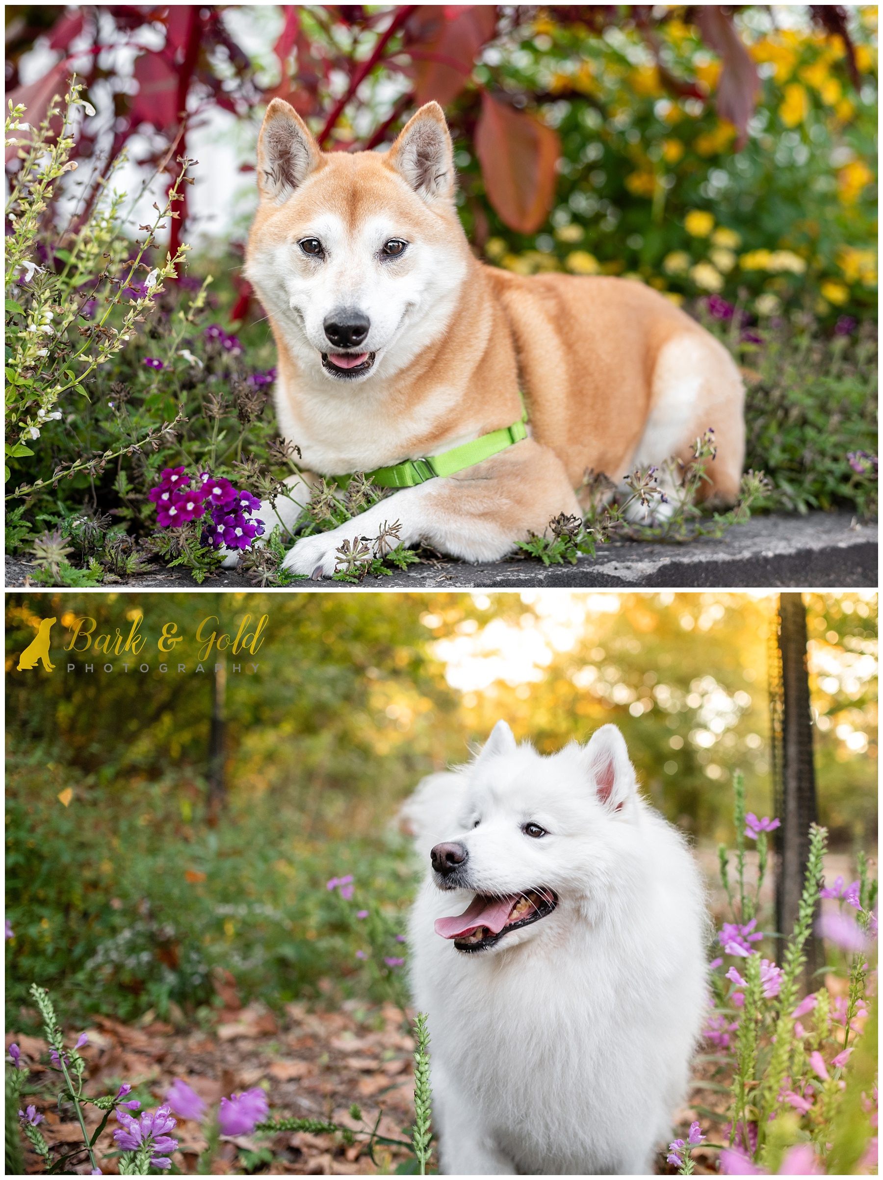 Shiba Inu and Samoyed in flowers at Westinghouse Memorial in Schenley Park