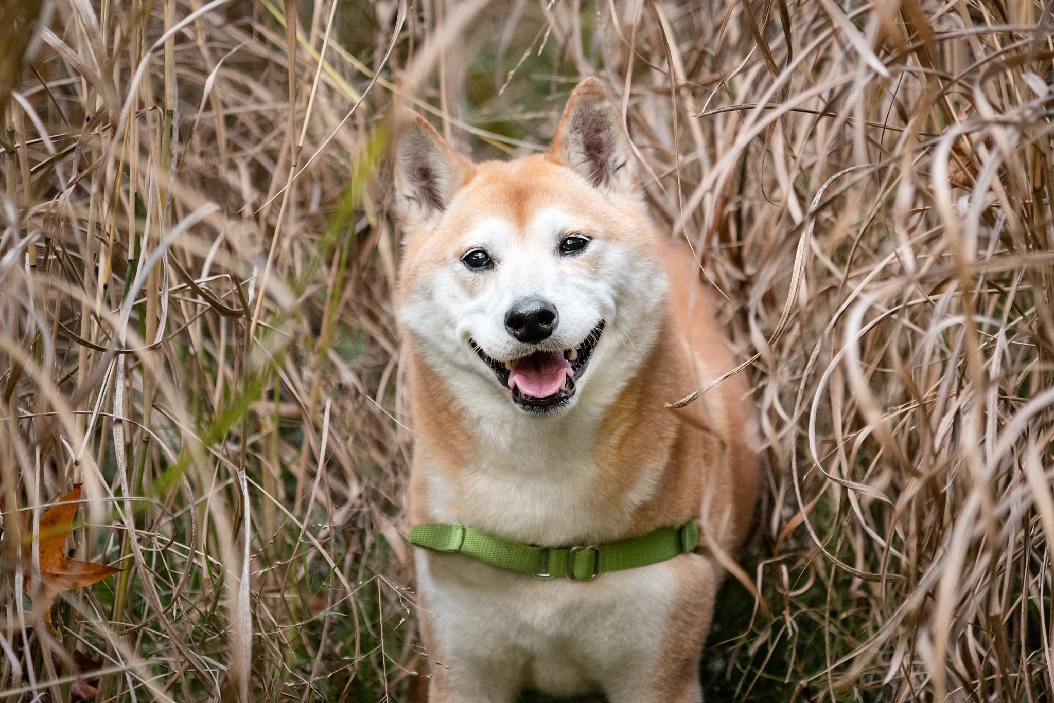 Shiba Inu smiling in tall dead grass
