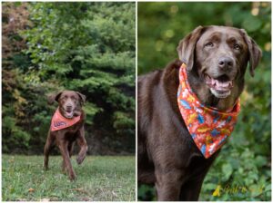 Three Wags Shares Tips for Accessorizing Your Dog For Your Session