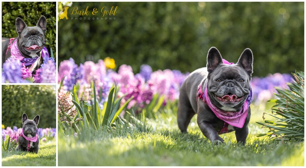 French Bulldog posing among tulip gardenat Phipps Conservatory in Pittsburgh