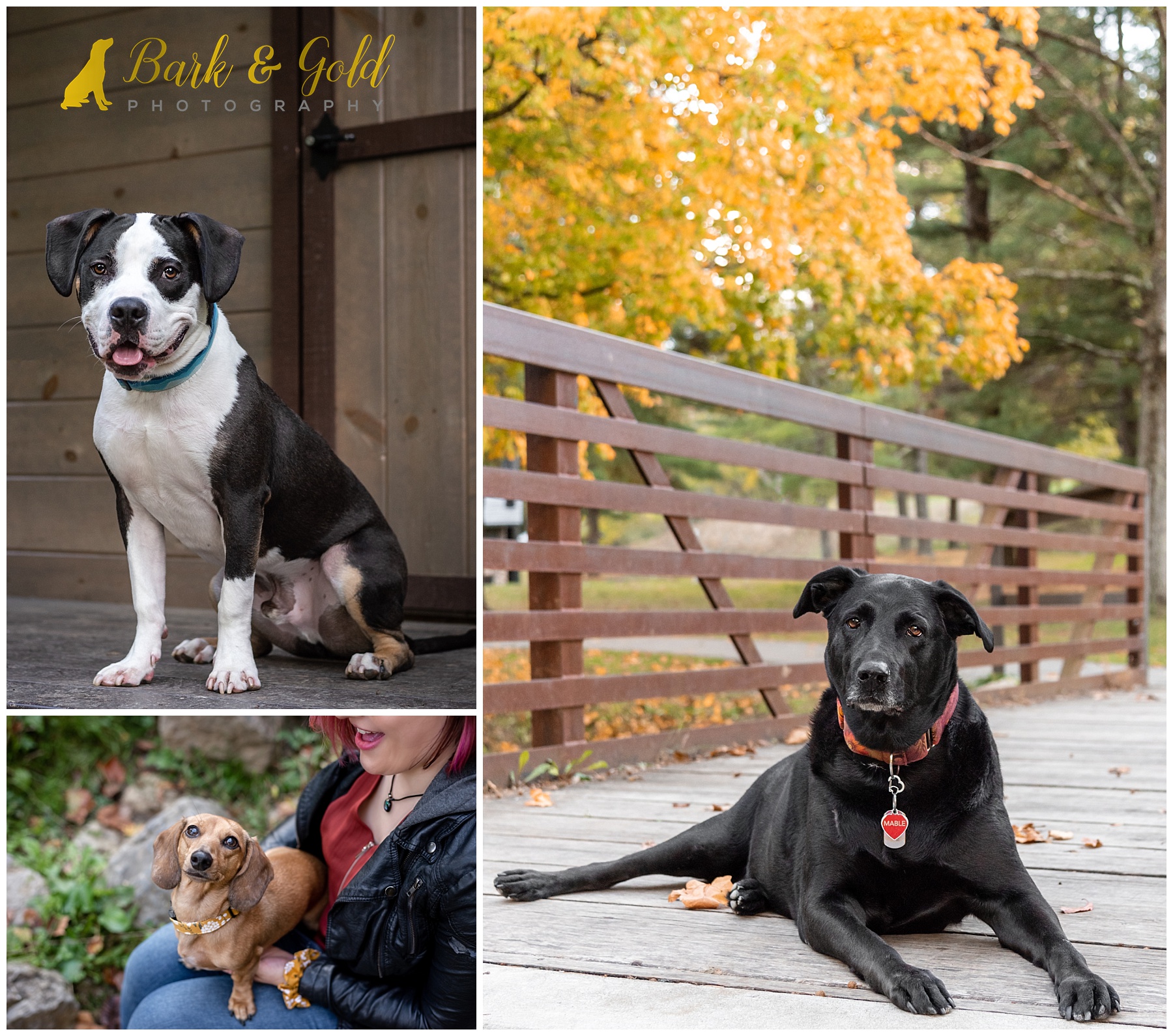 dogs in flat collars during their pet photography session