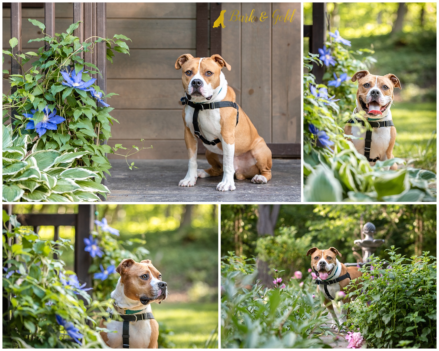 brown pit bull posing in purple flowers in a garden at Robin Hill Park in Moon Township