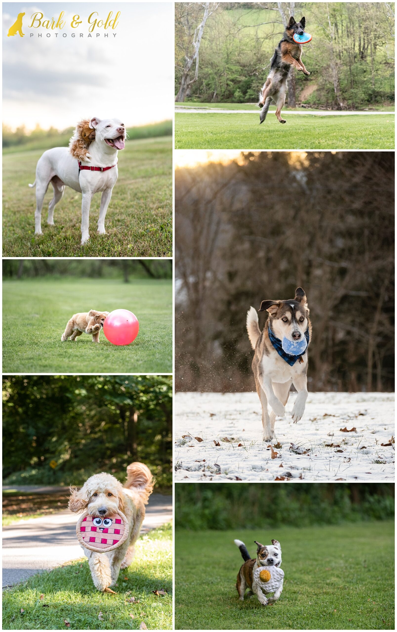 dogs playing with toys during their Pittsburgh dog photography sessions