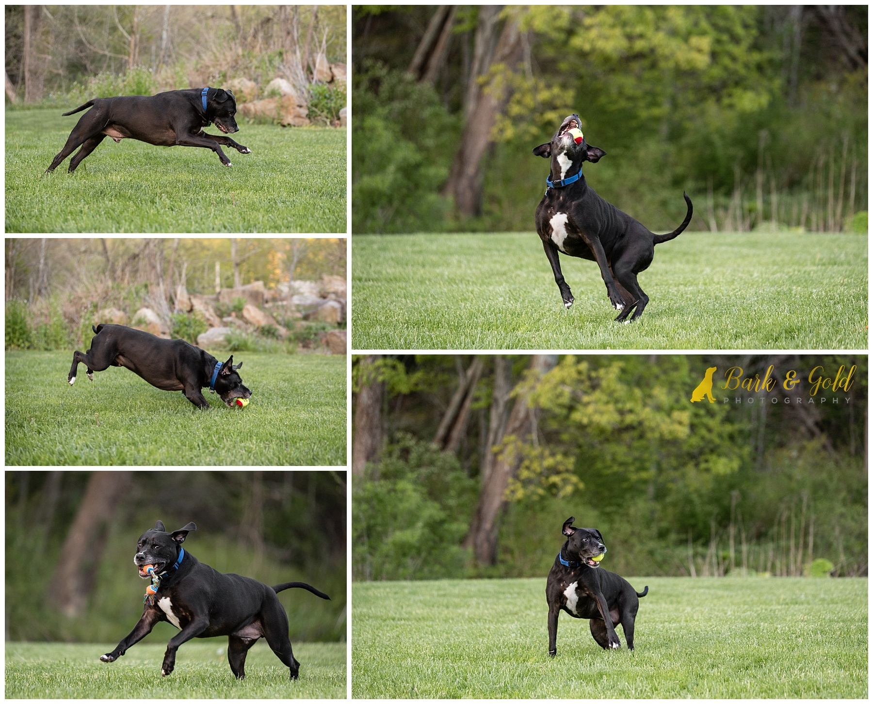 black pit bull mix chasing a tennis ball in a field atBrady's Run Park