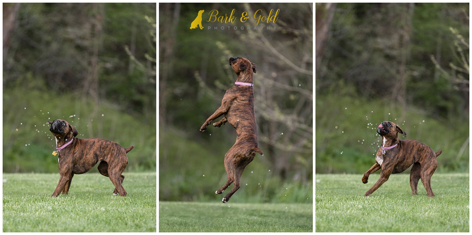 boxer puppy jumping for bubbles in a field at Brady's Run Park in Beaver County