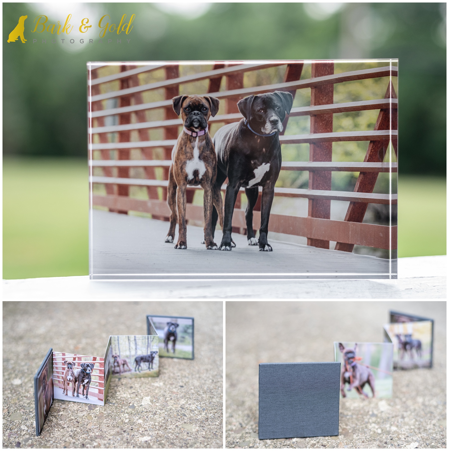 rescue dogs on acrylic block and within gray mini accordion album from Brady's Run Park spring session