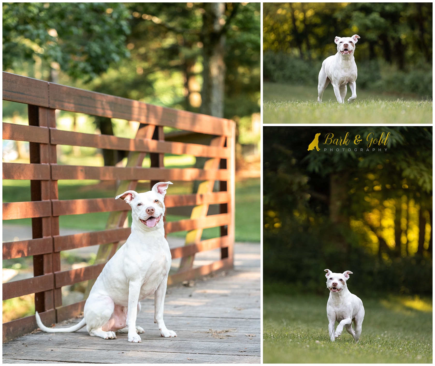 smiling happy white pit bull prancing in a field at Mingo Creek Park in Washington County