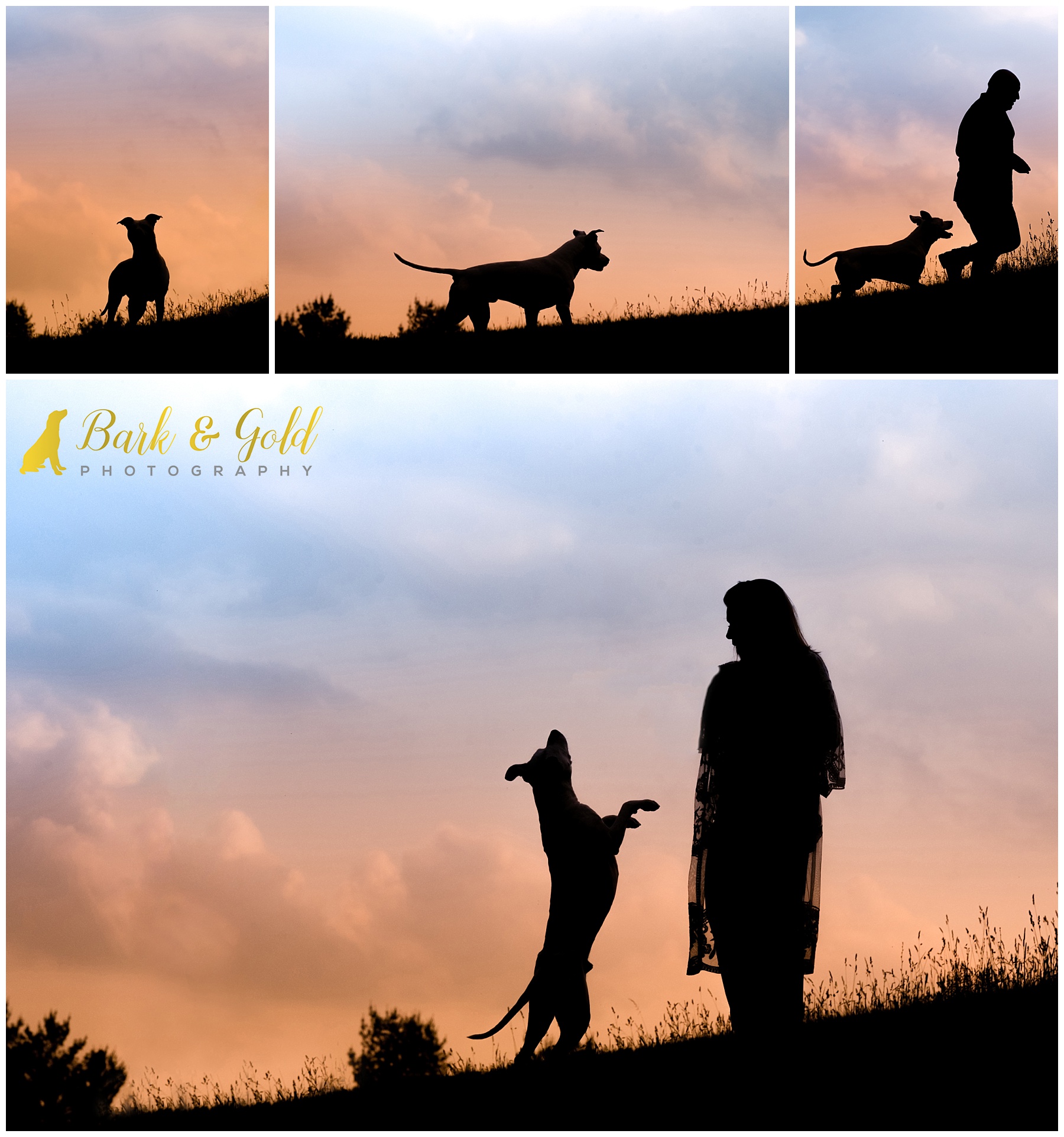 senior pit bull with owners in a field at sunset for silhouette portraits at Mingo Creek Park