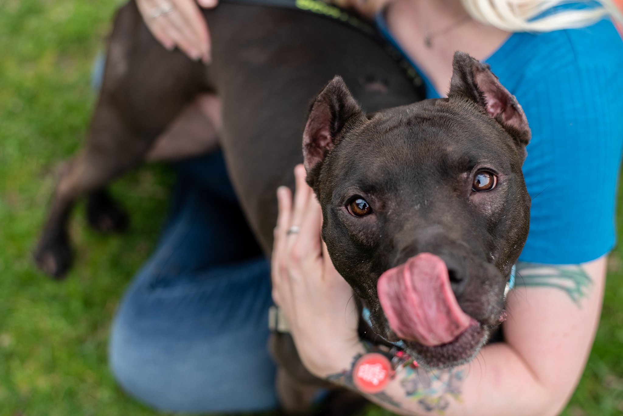 charming black pit bull licking nose while in mom's tattooed arms