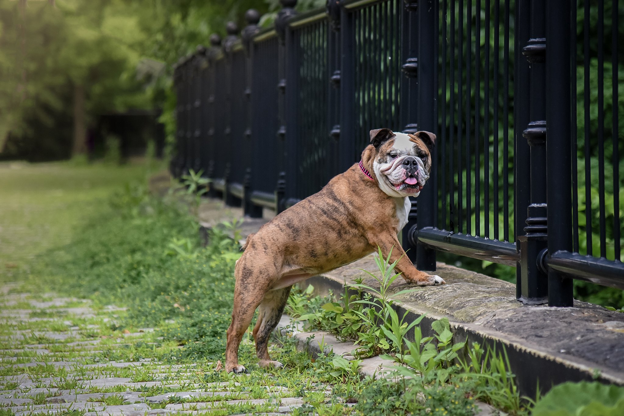 bull dog at Schenley Park on a cobblestone path near Phipps Conservatory