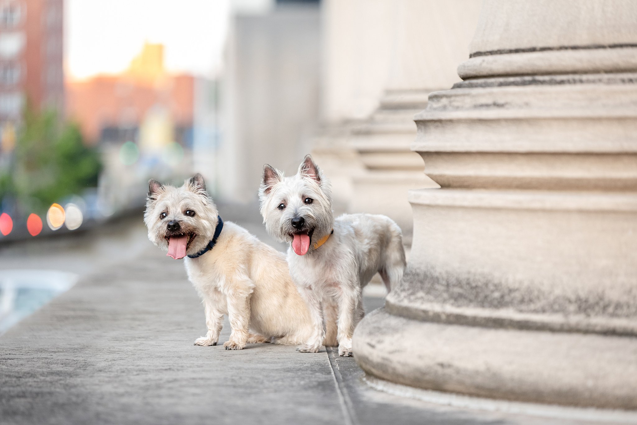 Cairn Terriers by the CMU Columns in Pittsburgh's Oakland neighborhood