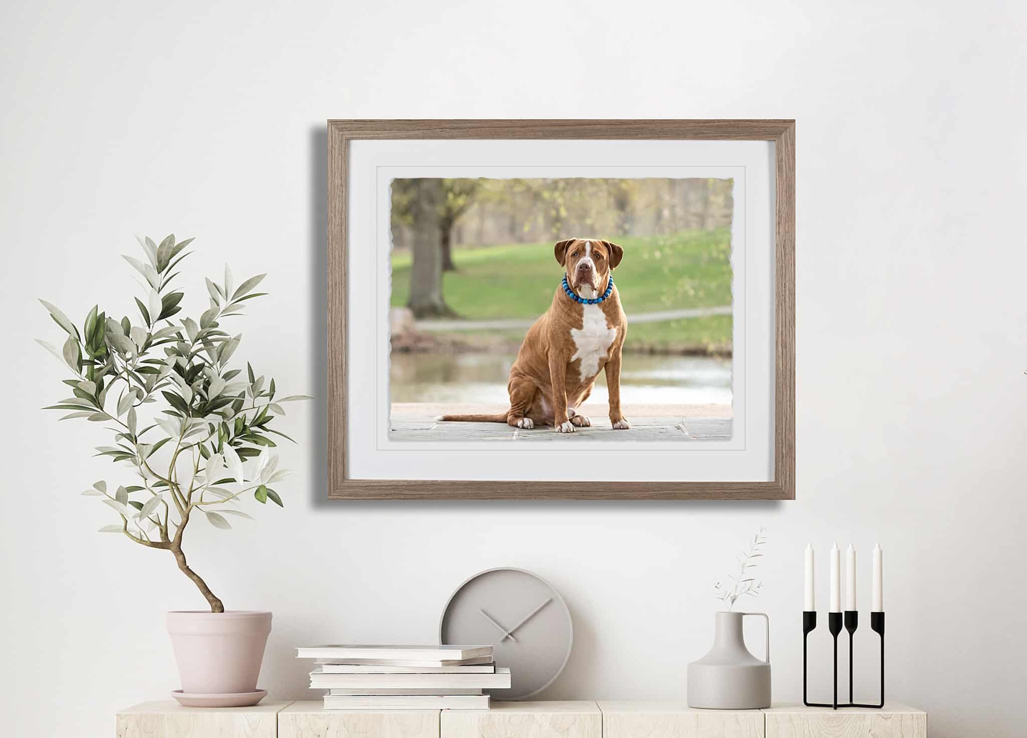 deckled edge framed print from Pittsburgh dog photography session at South Park